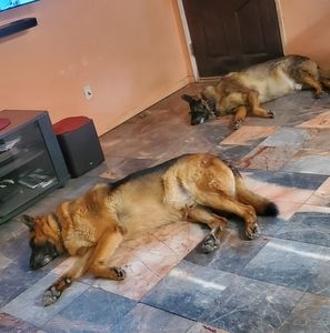 Meet your Posher, Elsa